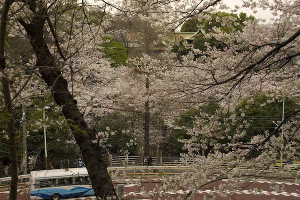 飛鳥山の桜と花見