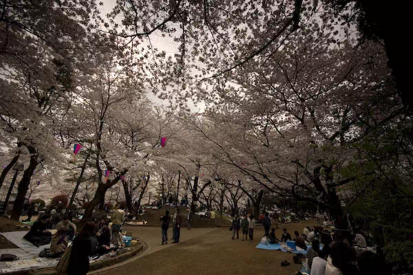 飛鳥山の桜と花見