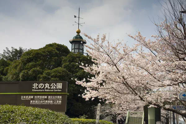 千鳥ヶ淵の桜が見頃に