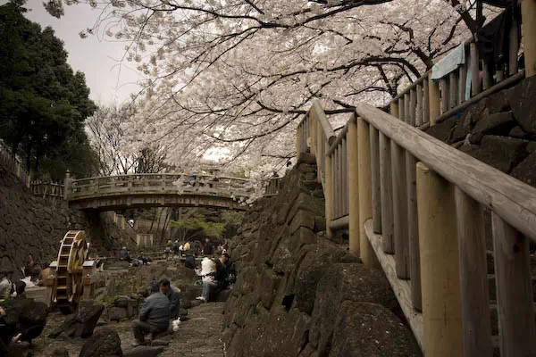 音無川親水公園　桜と花見