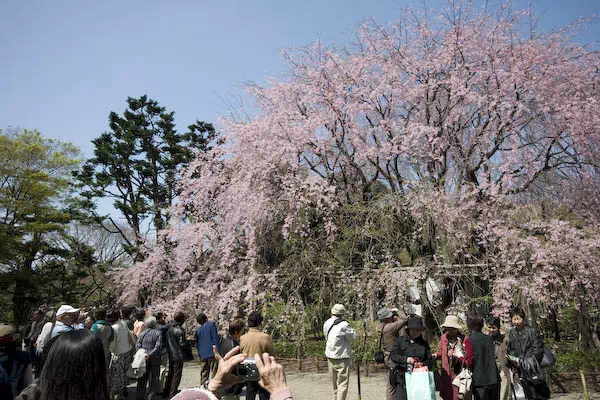 六義園 しだれ桜のライトアップ