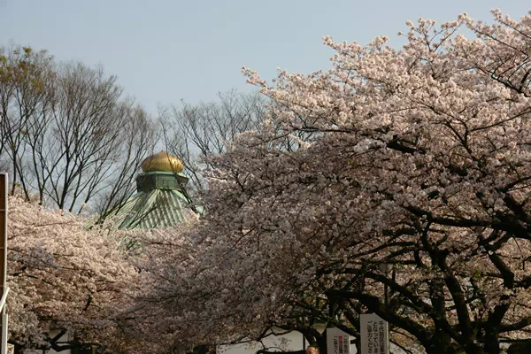 桜(ソメイヨシノ)が満開に 桜(ソメイヨシノ)が満開に