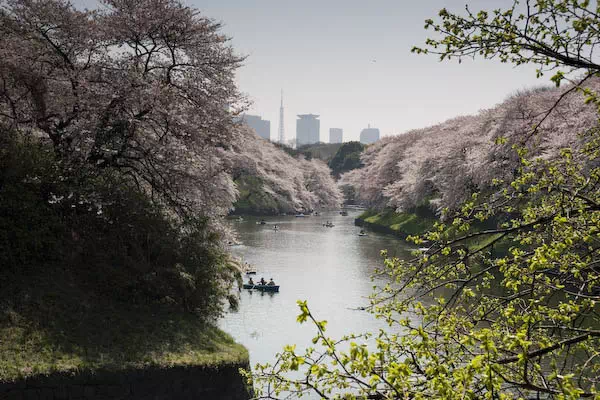 桜（ソメイヨシノ）が満開に
