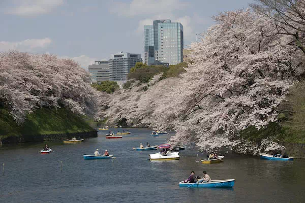 桜（ソメイヨシノ）が満開に
