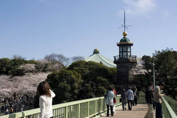 桜（ソメイヨシノ）が満開に