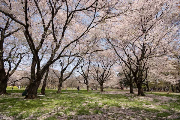 小金井公園 散り桜
