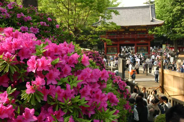 根津神社 つつじまつり