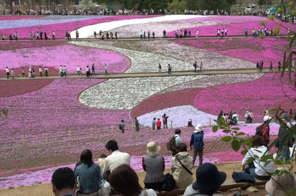 秩父の芝桜（埼玉県秩父市）
