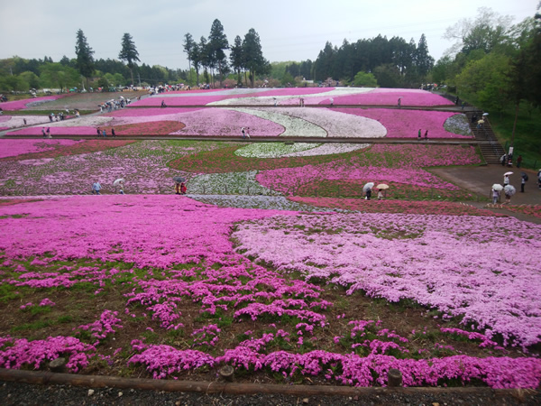 秩父の芝桜(埼玉県秩父市) 秩父の芝桜(埼玉県秩父市)