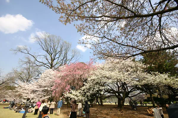 新宿御苑で桜が満開に