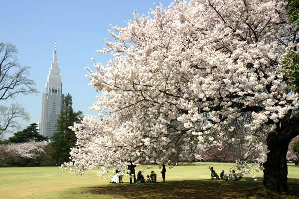 新宿御苑で桜が満開に