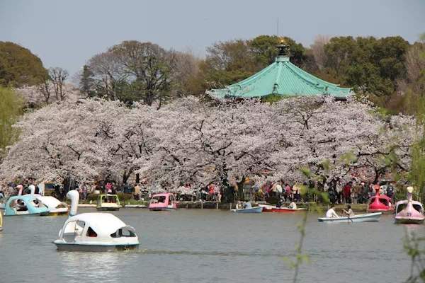 上野の桜 上野恩賜公園 桜並木