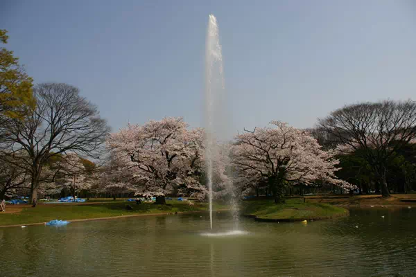 代々木公園 満開の桜と花見