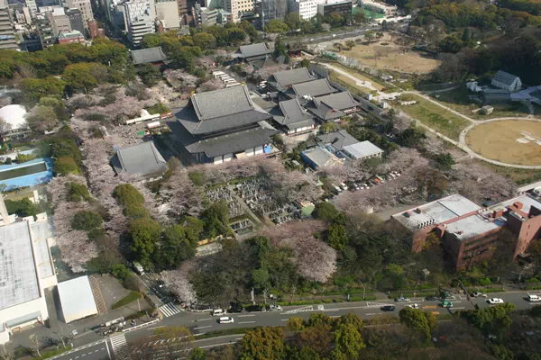 東京タワーから増上寺の桜観桜
