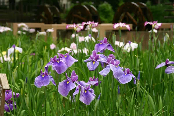 しょうぶ沼公園の花菖蒲