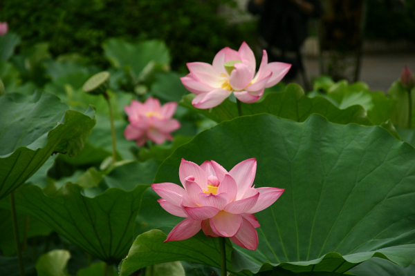 うえの夏まつり 蓮の花が見頃に