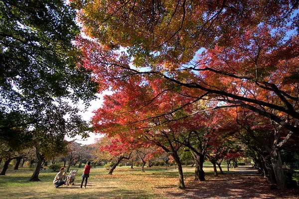 小石川植物園 いろはもみじの紅葉