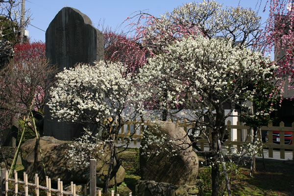 亀戸天神 梅まつり 東京の3月 東京人の東京観光