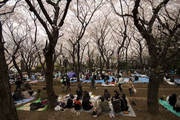 飛鳥山の桜と花見