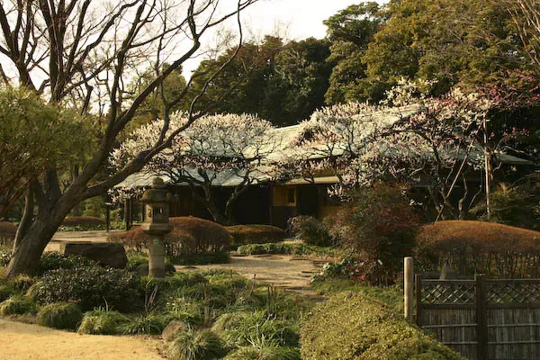 皇居東御苑 梅林坂の梅