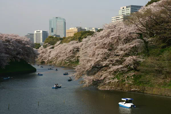 千鳥ヶ淵の桜が見頃に