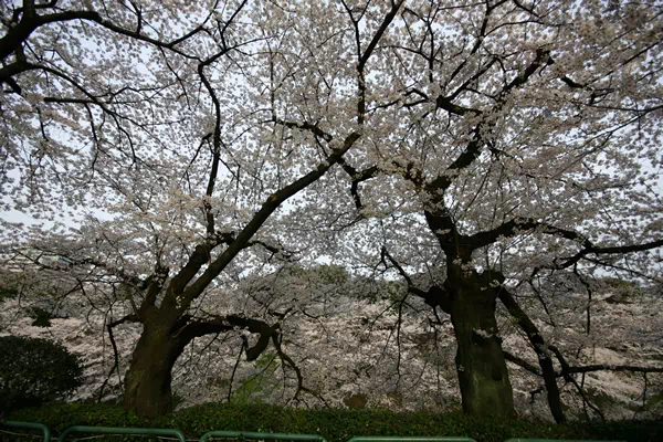千鳥ヶ淵の桜が見頃に