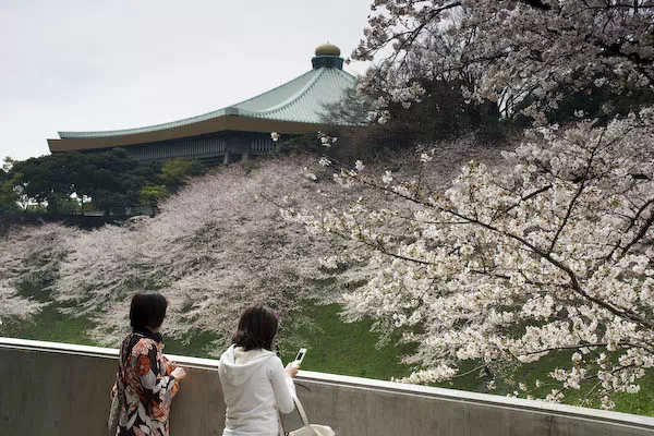 千鳥ヶ淵の桜が見頃に