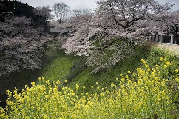 千鳥ヶ淵の桜が見頃に