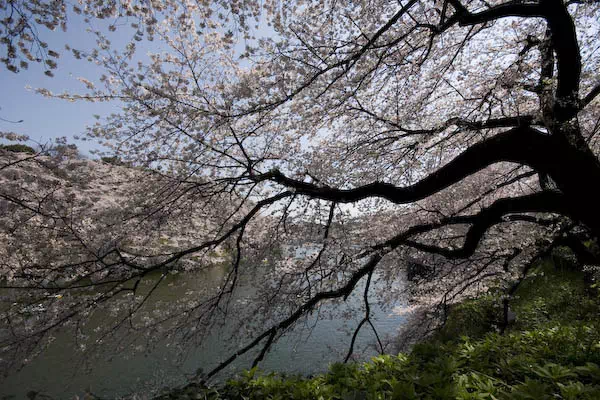 千鳥ヶ淵の桜が見頃に