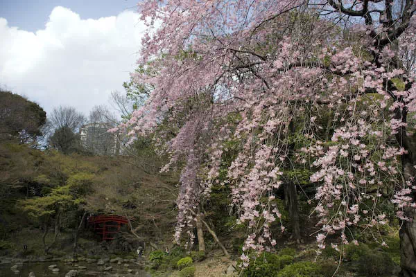小石川後楽園 枝垂桜