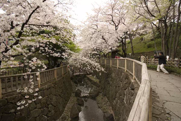 音無川親水公園　桜と花見