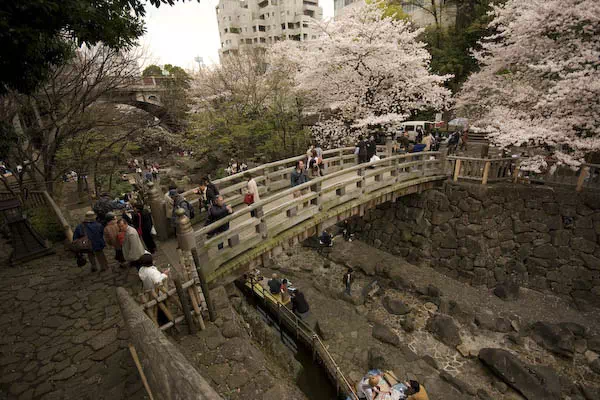 音無川親水公園　桜と花見