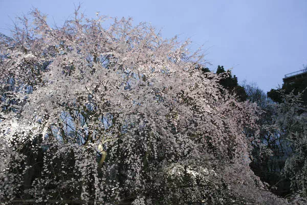 六義園 しだれ桜のライトアップ