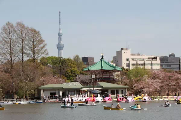 桜（ソメイヨシノ）が満開に