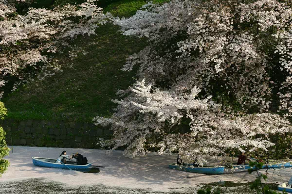 桜（ソメイヨシノ）が満開に