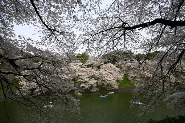 桜（ソメイヨシノ）が満開に