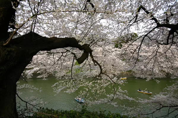 桜（ソメイヨシノ）が満開に