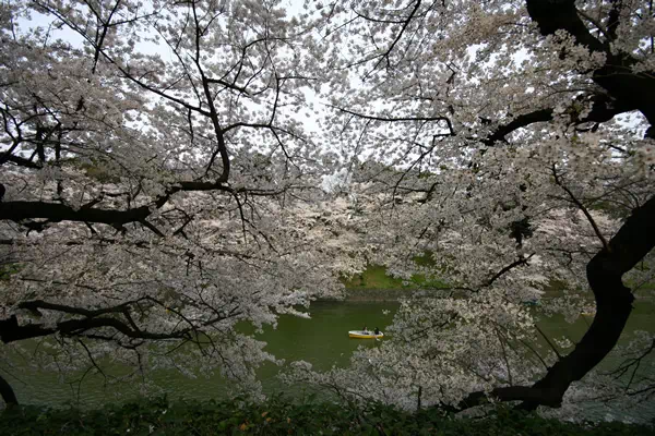 桜（ソメイヨシノ）が満開に