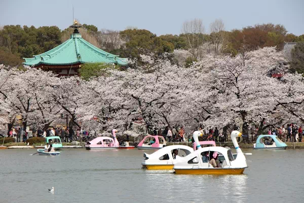 桜（ソメイヨシノ）が満開に