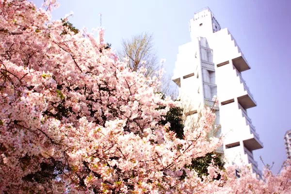 桜（ソメイヨシノ）が満開に