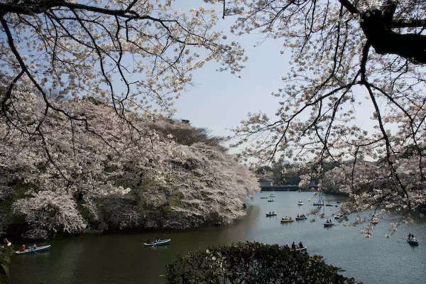 桜（ソメイヨシノ）が満開に