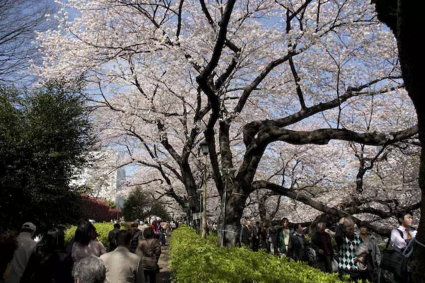 桜（ソメイヨシノ）が満開に