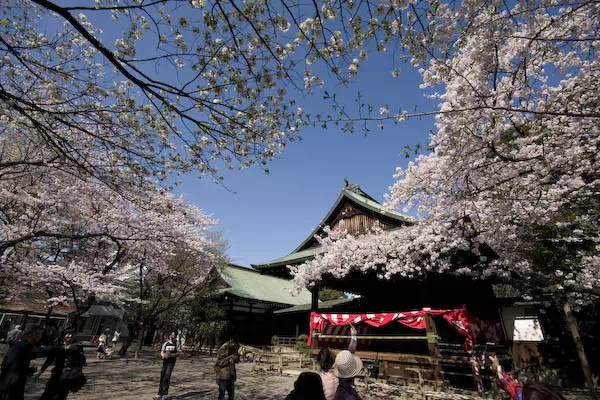 靖国神社 桜の標本木と開花宣言