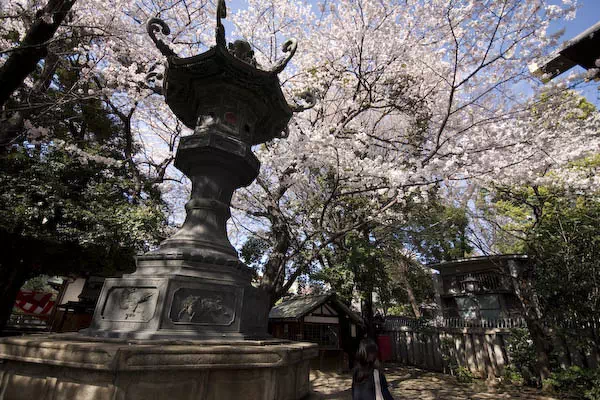靖国神社 桜の標本木と開花宣言