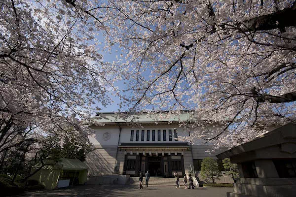 靖国神社 桜の標本木と開花宣言 東京の3月