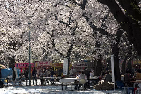 靖国神社 桜の標本木と満開 3月 東京都千代田区 東京人の東京観光21