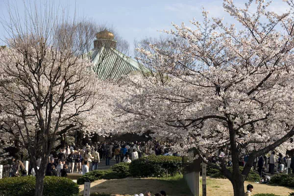 靖国神社 桜の標本木と満開 3月 東京都千代田区