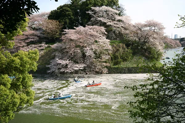 千鳥ヶ淵 桜の花吹雪と花筏