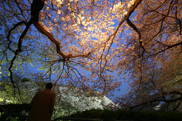 千鳥が淵の夜桜