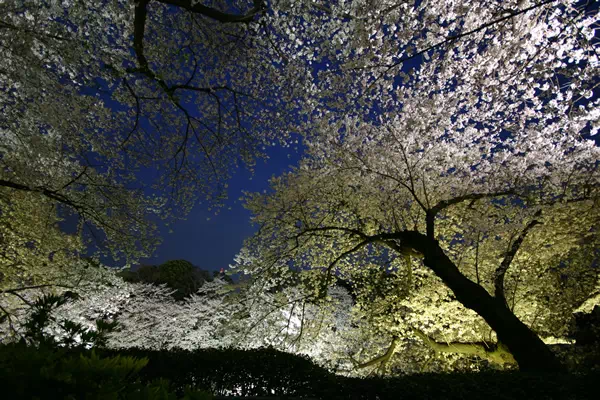 千鳥が淵の夜桜